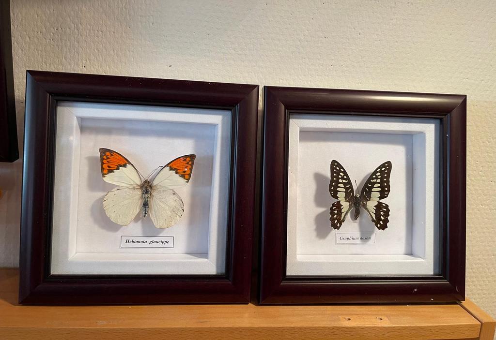 Kader met vlinders, Enlèvement ou Envoi, Comme neuf