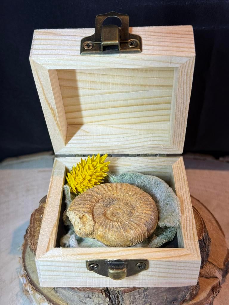 Fossile d'ammonite dans une boîte en bois, Enlèvement ou Envoi, Fossile