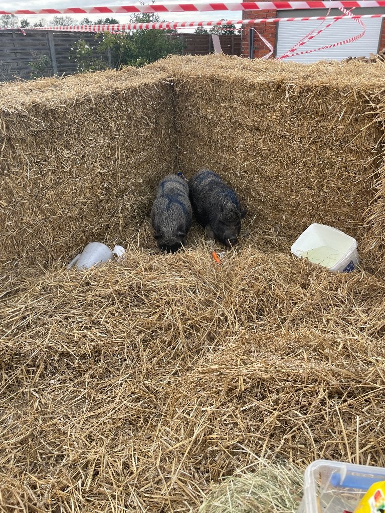 2 hangbuikzwijnen, Dieren en Toebehoren, Schapen, Geiten en Varkens, Varken, Vrouwelijk, 0 tot 2 jaar