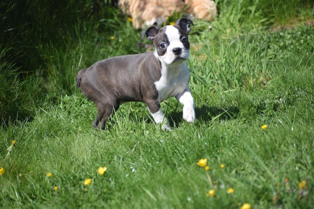 Boston terrier pups, Dieren en Toebehoren, 15 weken tot 1 jaar, Overige rassen, Buitenland, Parvo