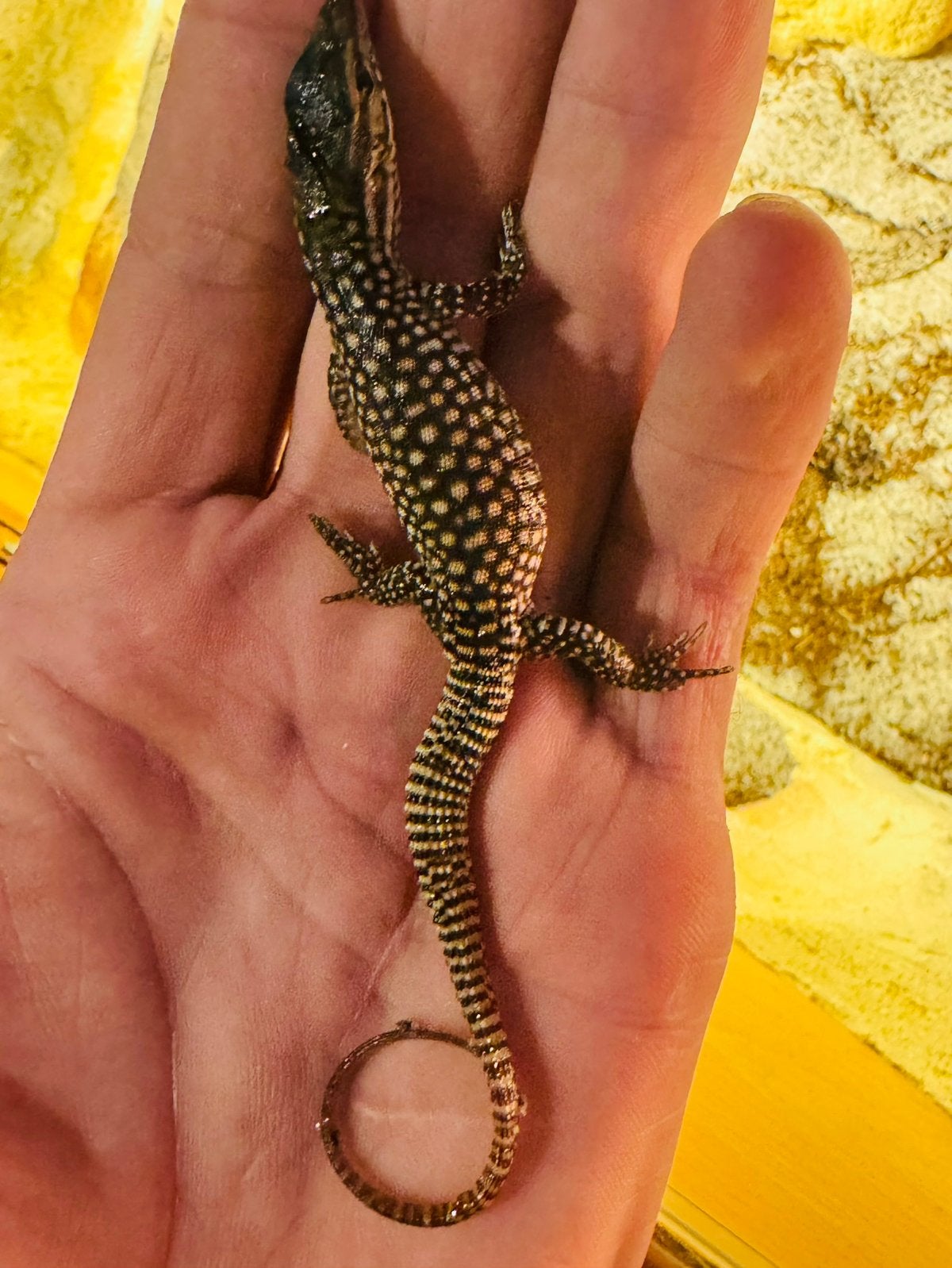 Varanus Acanthurus , Red Ackie, Dieren en Toebehoren, Hagedis, 0 tot 2 jaar