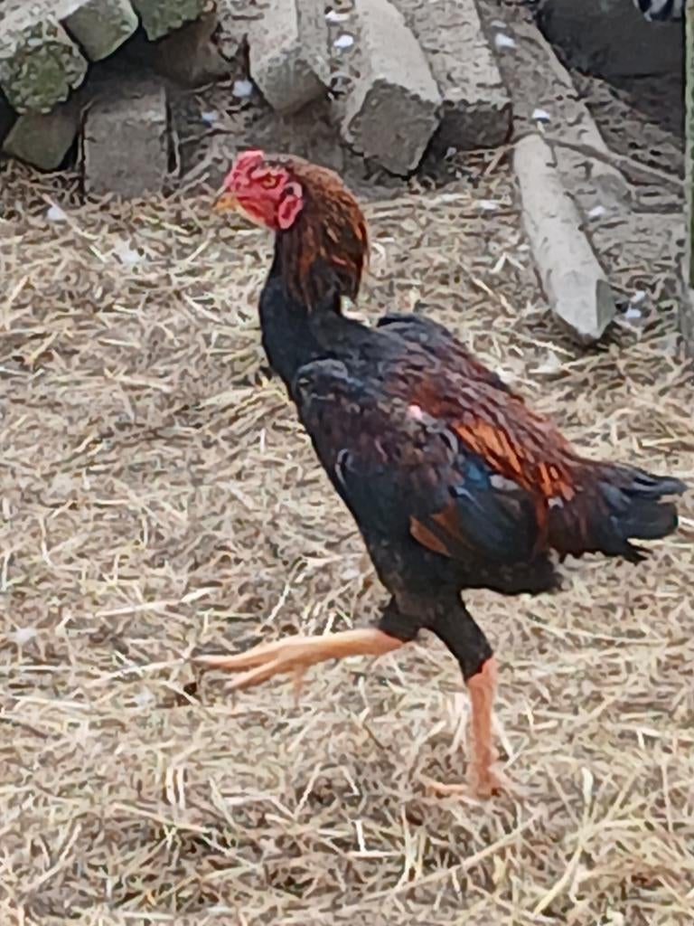 Carte Ulekan, Mâle, Poule ou poulet