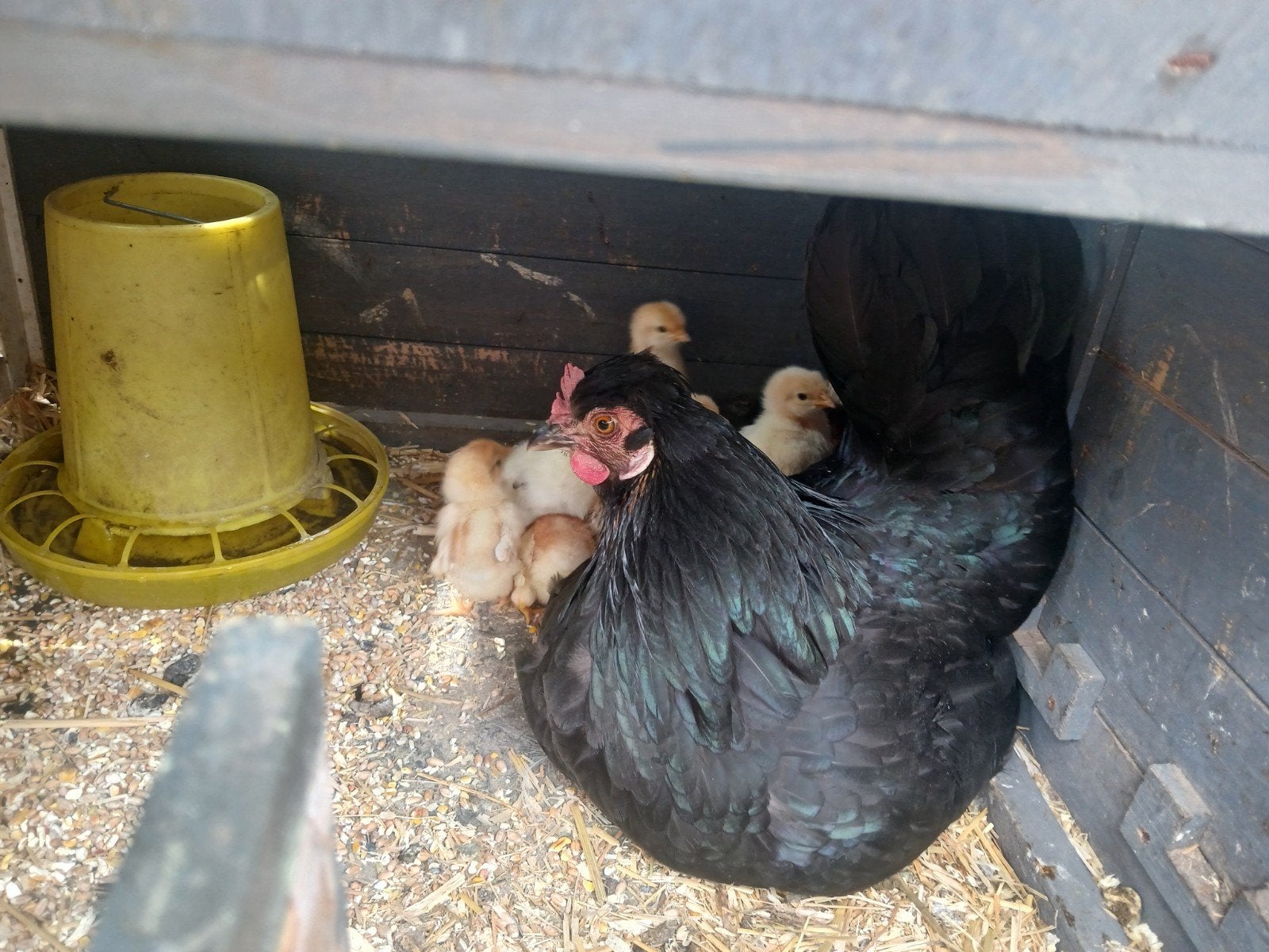 Kip met 10 kuıkens, Dieren en Toebehoren, Pluimvee