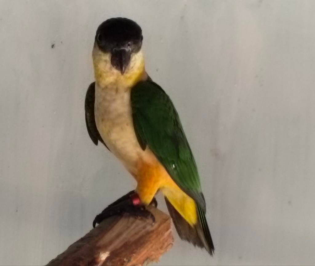 Caique pop 2025, Domestique