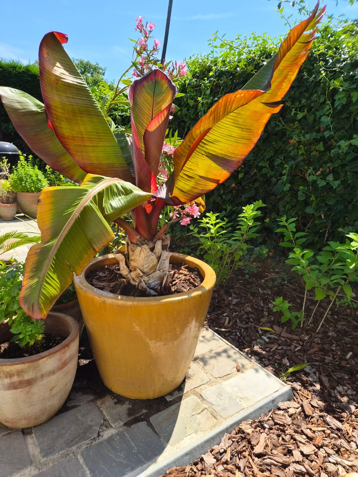 Ensete Maurelli, Ophalen