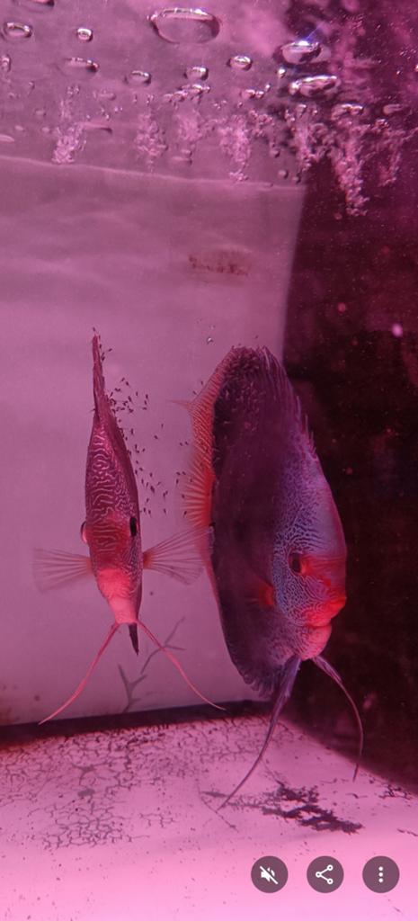 Discuskwekerij MadouDiscus Averbode, Dieren en Toebehoren, Vissen | Aquariumvissen, Vis, Zoetwatervis, Schoolvis