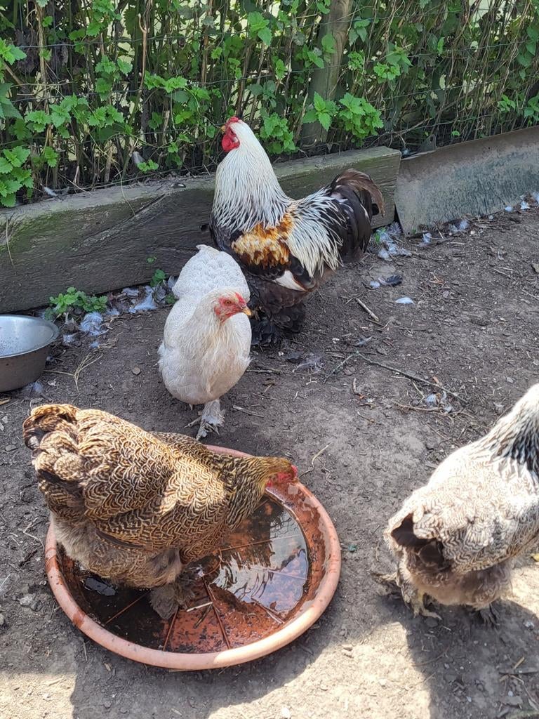 Oeuf fécondé de brahma naine perdrix