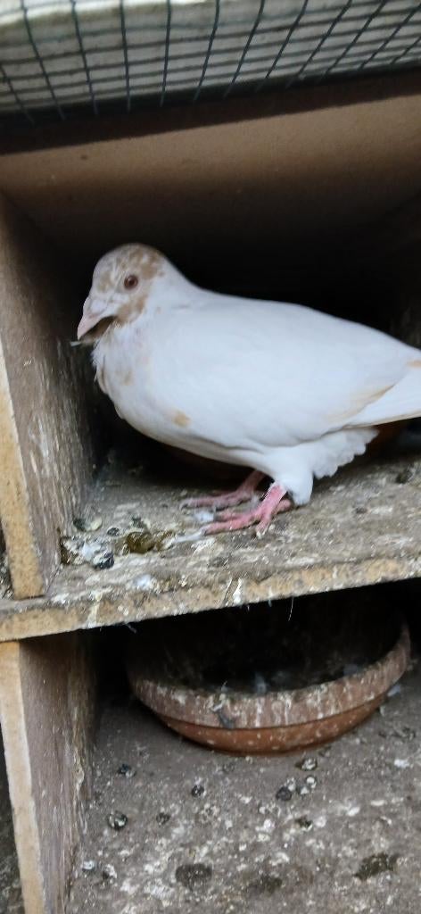 kleurpostduiven, Dieren en Toebehoren, Vogels | Duiven