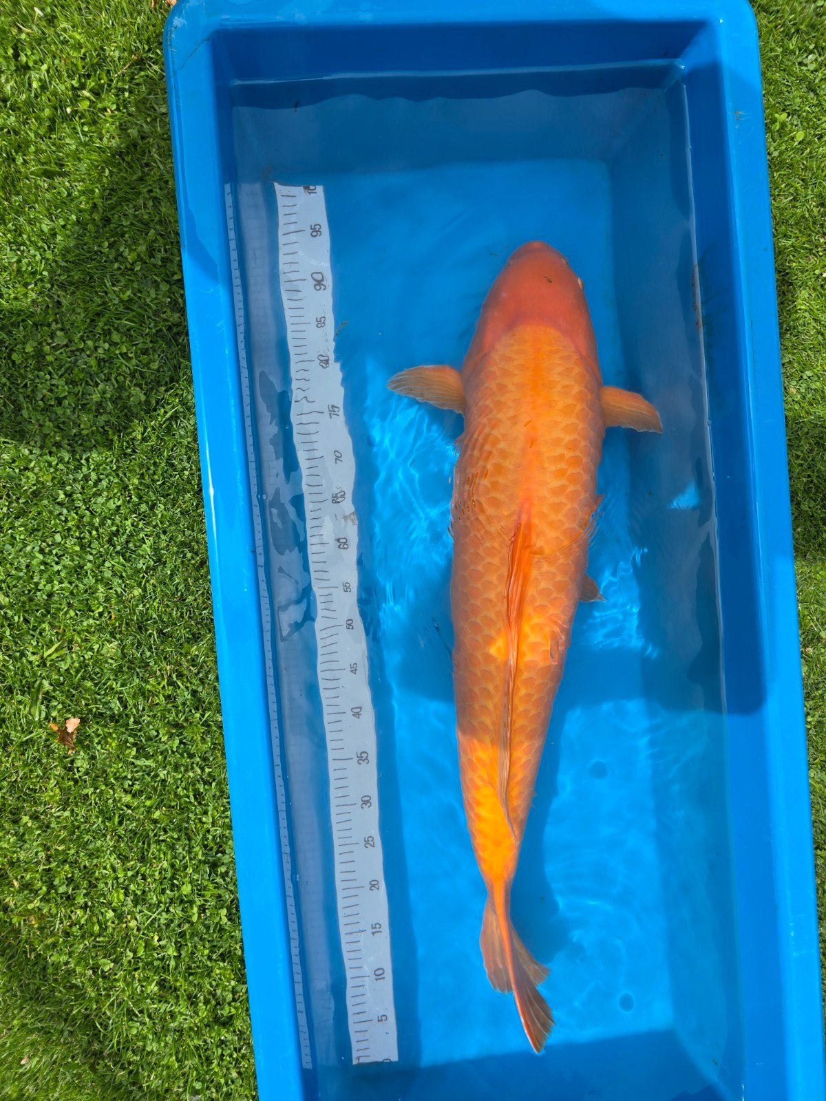 Karashigoi rouge 85-90 cm, cultivateur Marusei, Animaux & Accessoires, Poissons | Poissons d'étang