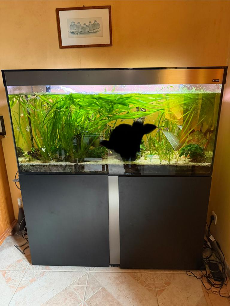Aquarium ciano complet, Enlèvement, Poissons inclus, Comme neuf, Aquarium d'eau douce rempli