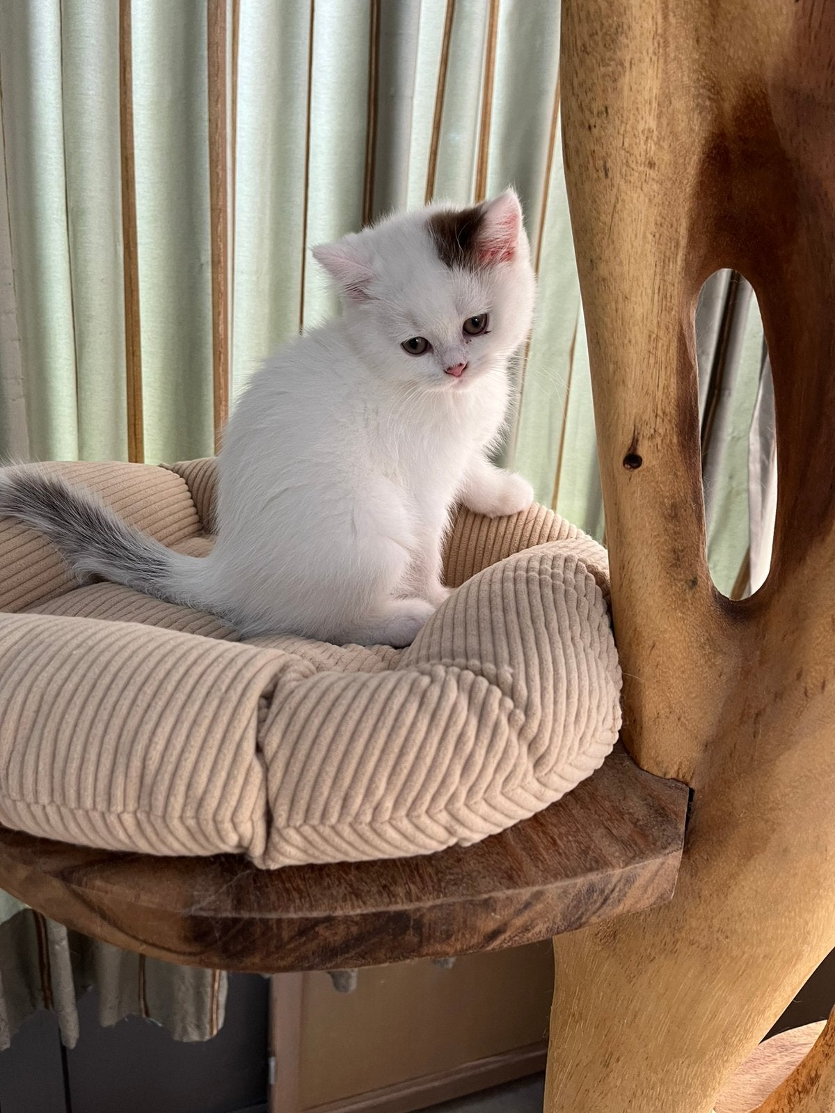 Brits korthaar - kiitens, Dieren en Toebehoren, Katten en Kittens | Raskatten | Korthaar, 0 tot 2 jaar, Gechipt, Ontwormd, Ingeënt