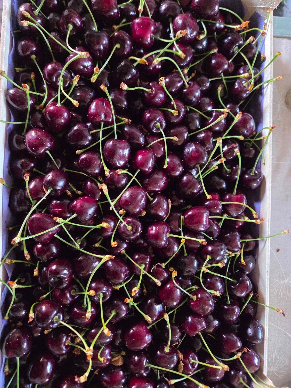Dagverse kersen: kordia €5/kg, Tuin en Terras, Bloembollen en Zaden, Ophalen