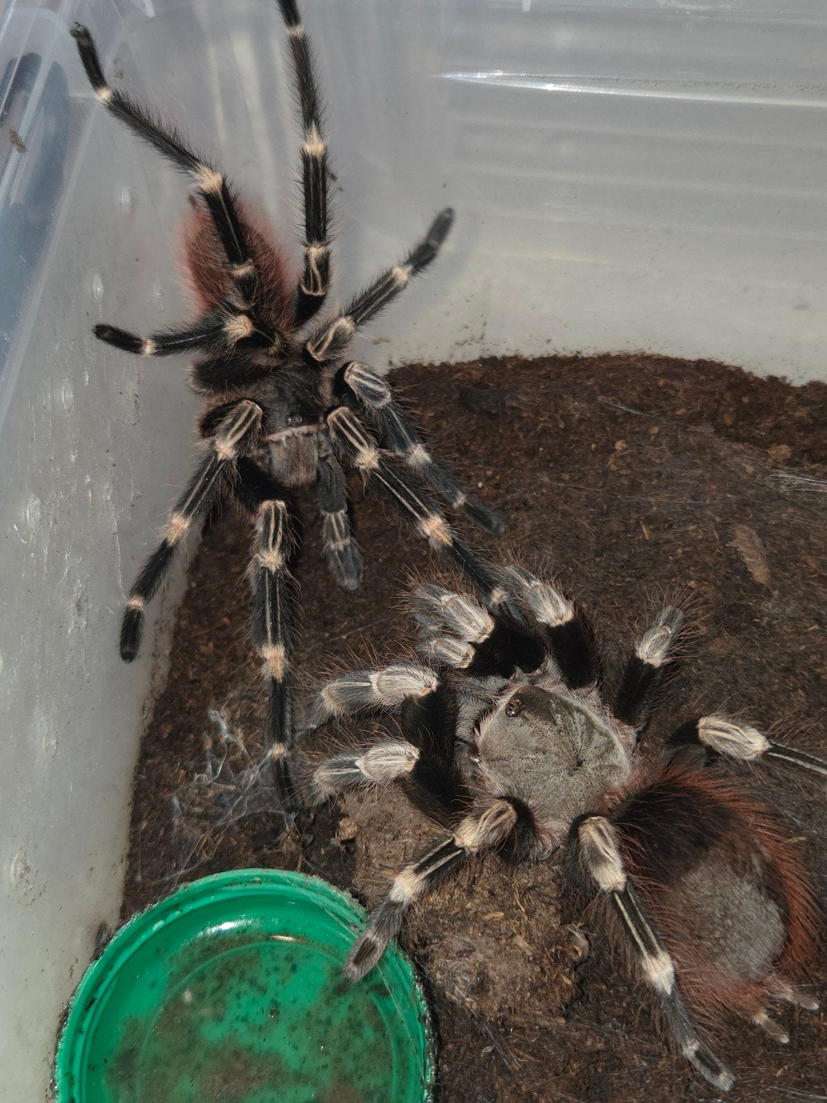 Vitalius chromatus spiderlings, Dieren en Toebehoren, Spin of Schorpioen