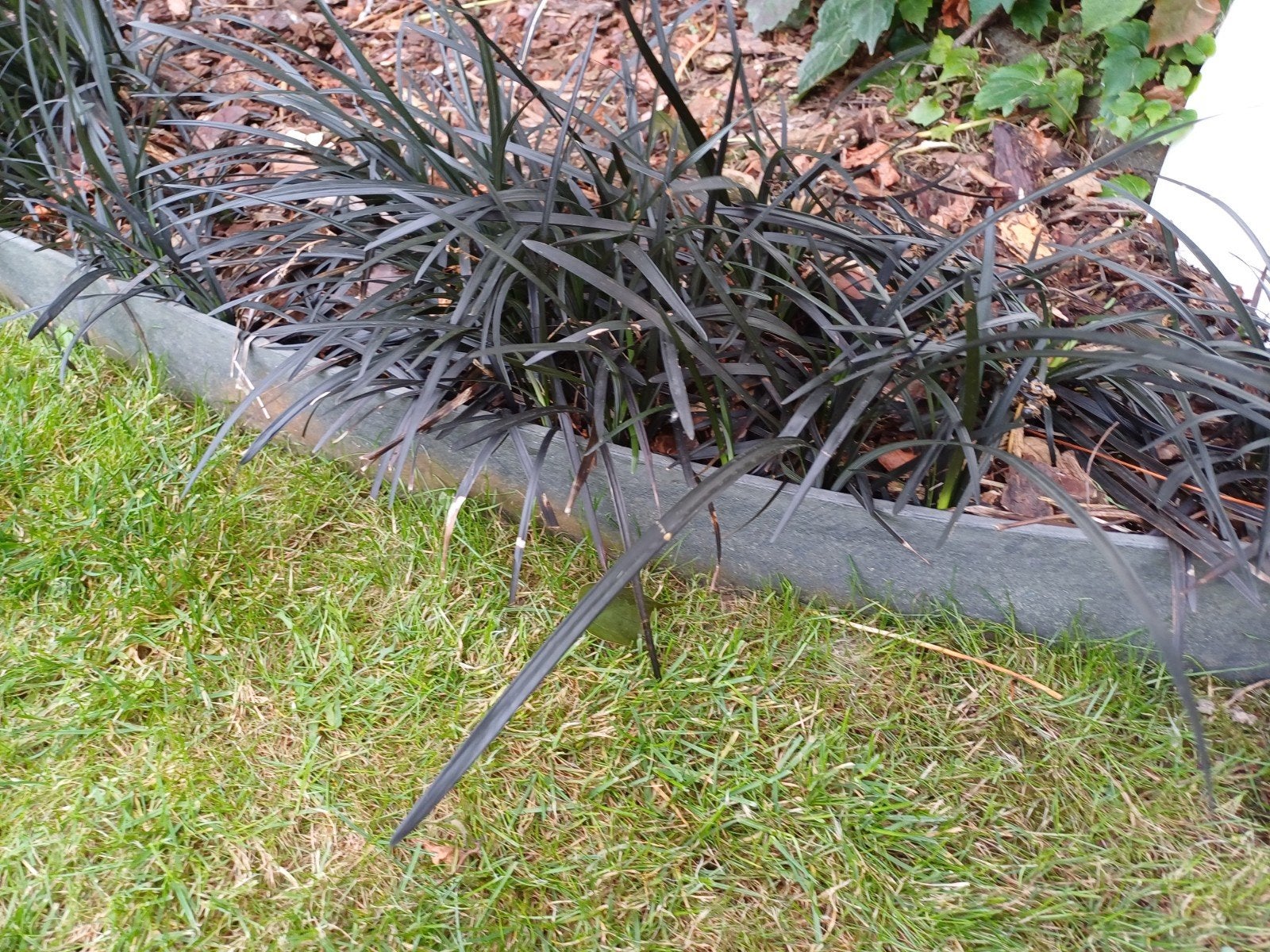 Zwarte siergrassen - Ophiopogon planiscapus "Niger", Ophalen