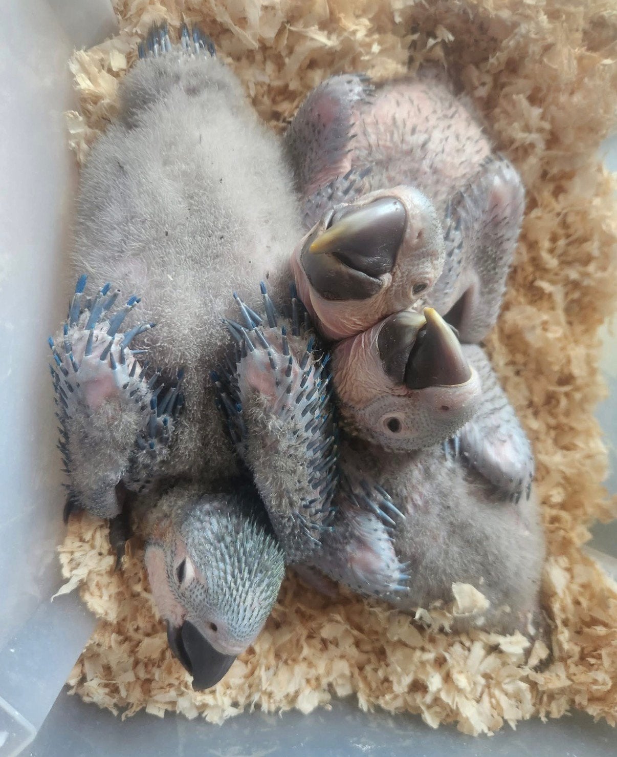 Gezocht baby ara papegaaien, Dieren en Toebehoren, Vogels | Parkieten en Papegaaien, Geslacht onbekend, Papegaai, Geringd
