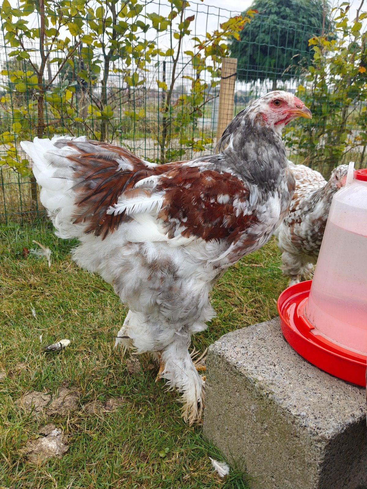 brahma blauwporselein haan