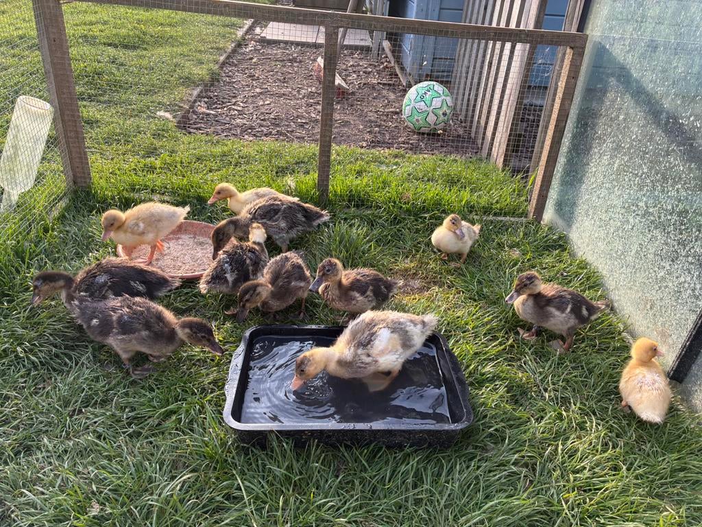 Filles kicker hollandaises, Animaux & Accessoires, Volatiles, Sexe inconnu, Canard