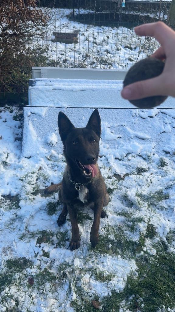 Malinois femelle, Animaux & Accessoires, Chiens | Bergers & Bouviers, 1 à 2 ans, Particulier, Chienne, Un chien