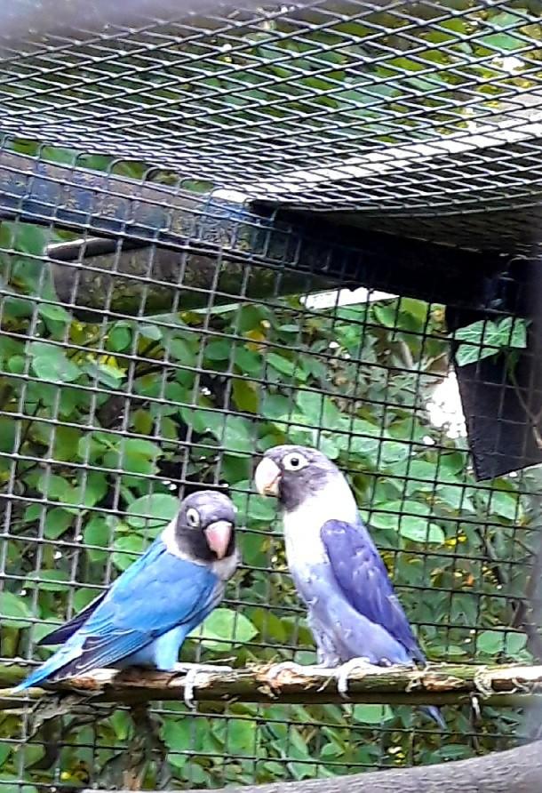 Dwergpapegaai, Dieren en Toebehoren