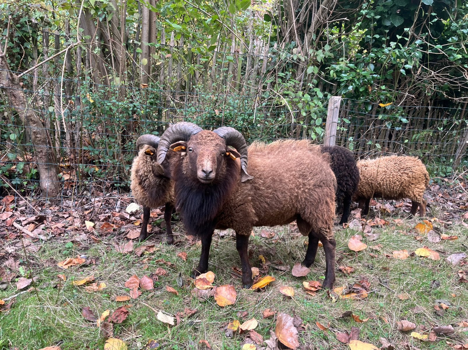 Ouessant ram bruin met afstammingsbewijs, Animaux & Accessoires