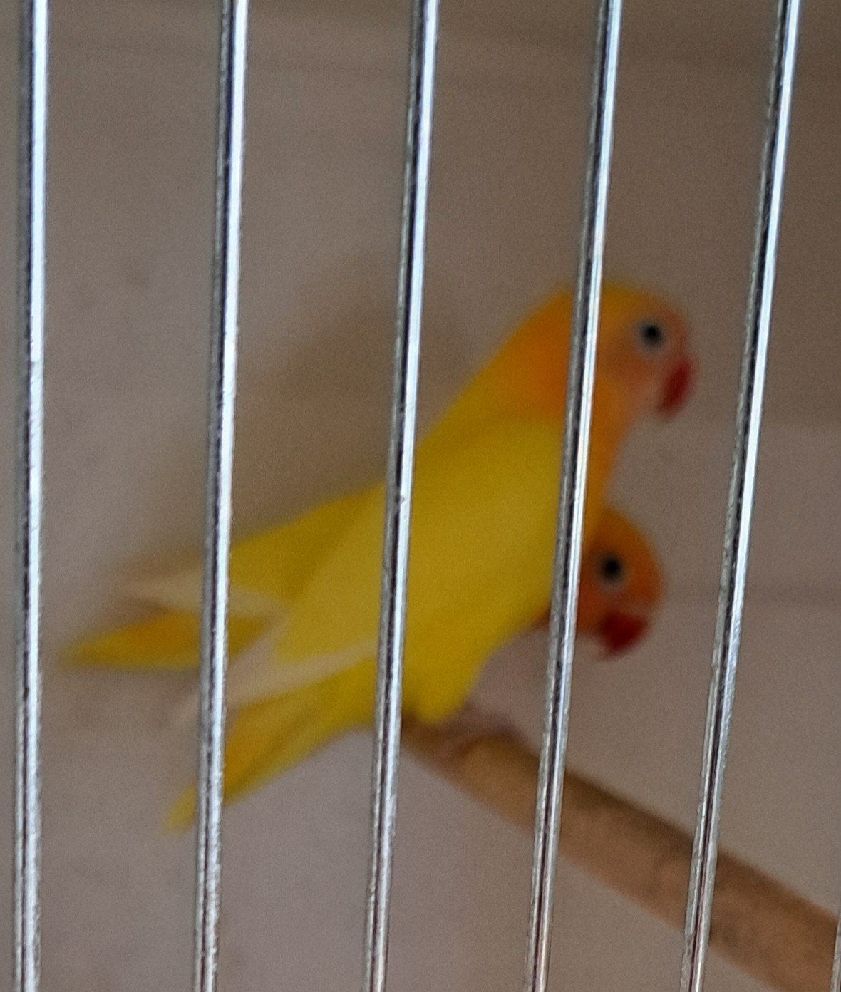 Personata's gele zwartoog, Dieren en Toebehoren, Vogels | Parkieten en Papegaaien, Geringd