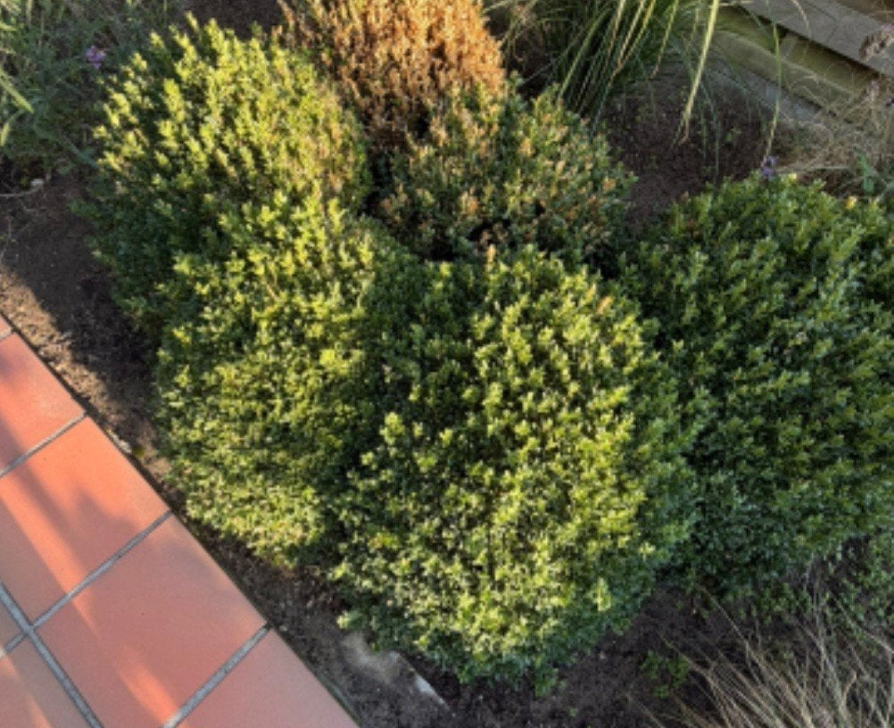 GRATIS buxus en struiken, Ophalen, Buxus