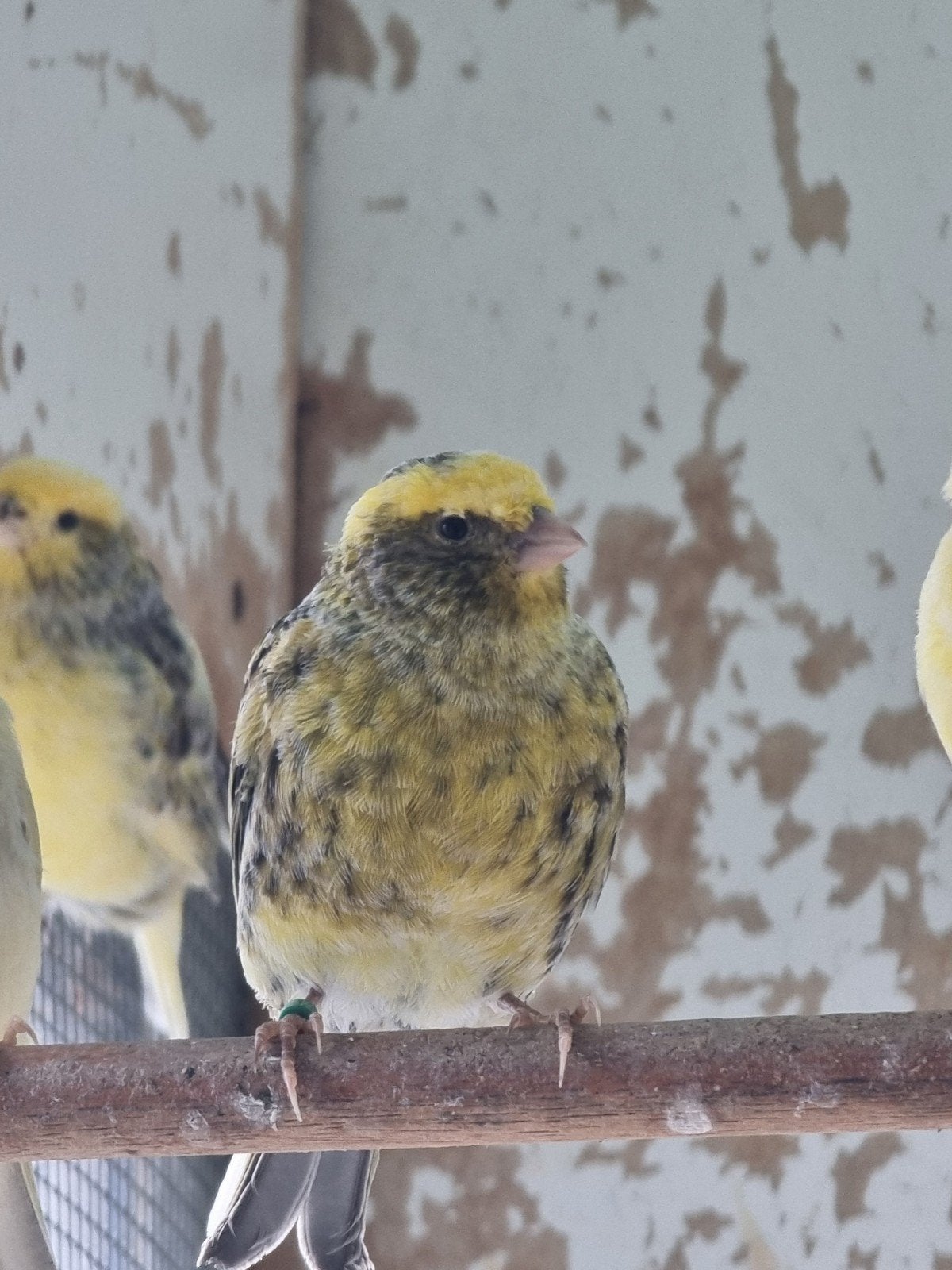 Kanaries., Dieren en Toebehoren, Kleurkanarie