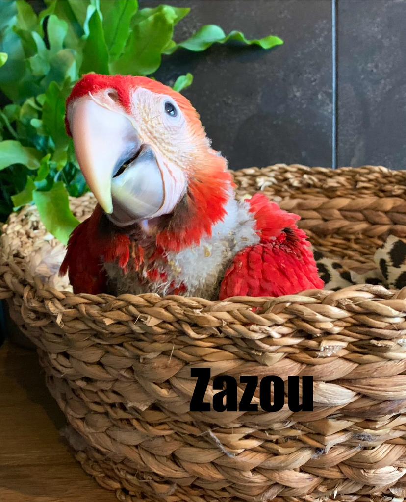 Baby Groenvleugel ara, Geslacht onbekend, Papegaai, Geringd