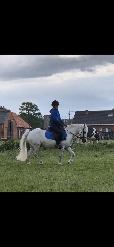 Brave A-pony, Dieren en Toebehoren, Ruin, Niet van toepassing, A pony (tot 1.17m), 11 jaar of ouder