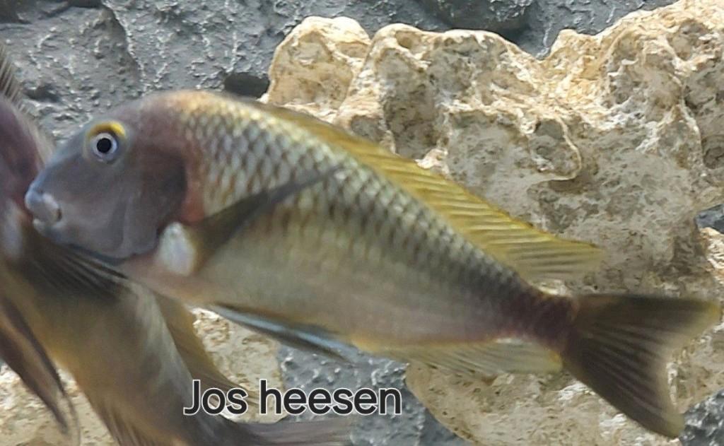 Tropheus moori N konde yellow, Dieren en Toebehoren, Vissen | Aquariumvissen, Vis, Zoetwatervis, Schoolvis