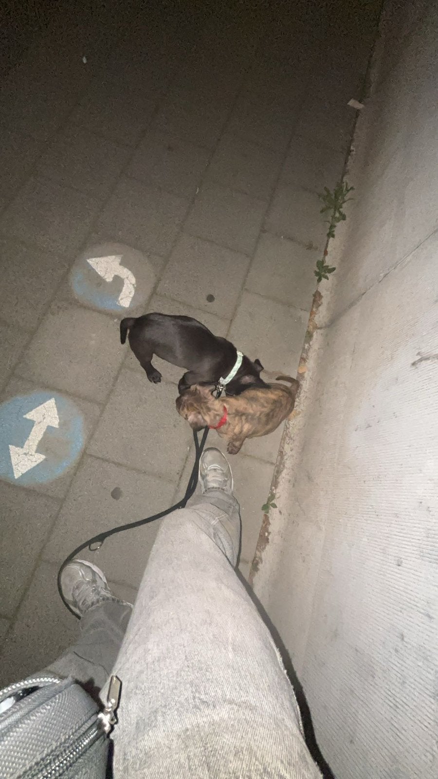 Chien, Animaux & Accessoires, Enlèvement, Neuf