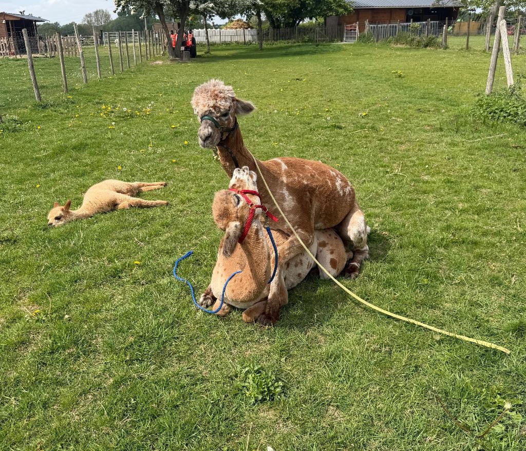Dekkingsservice Appaloosa alpaca hengst – Maeson (AAB013942), Mai, Mâle