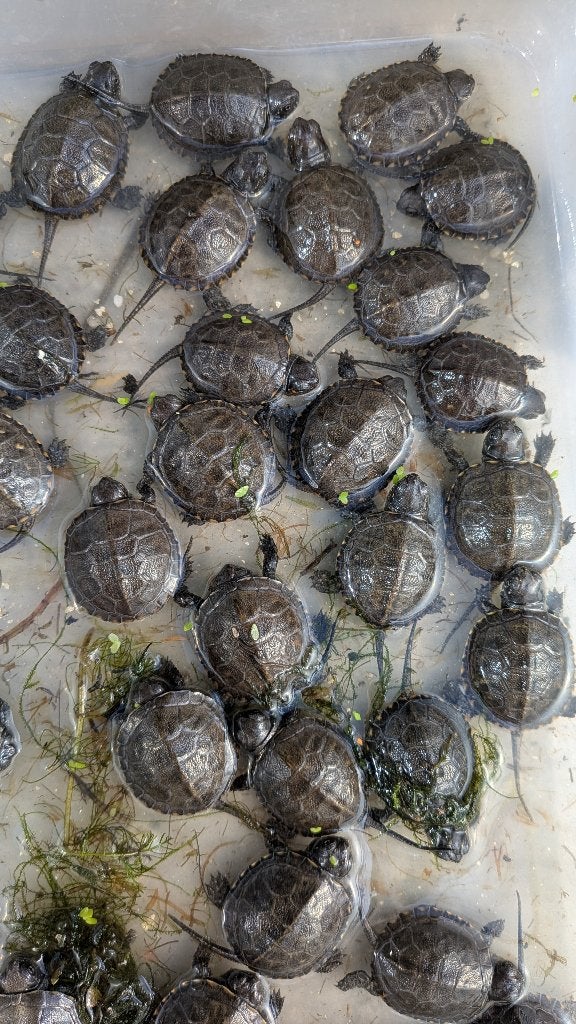 Emys orbiculatis eigen fokkerij, Schildpad, 0 tot 2 jaar