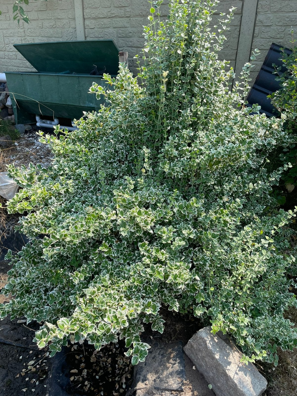 Boîte filtrante pour bassin à 3 chambres  et d'artemisia, Jardin & Terrasse, Enlèvement