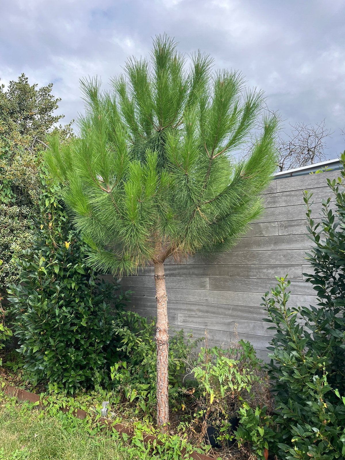 Jonge den boom, Ophalen, 100 tot 250 cm