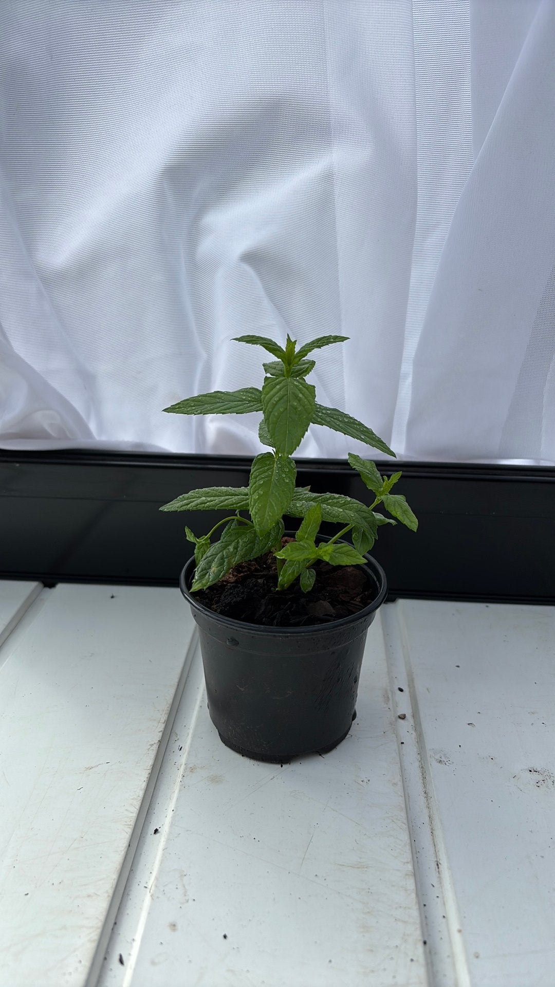 Munt plantje, Tuin en Terras, Ophalen