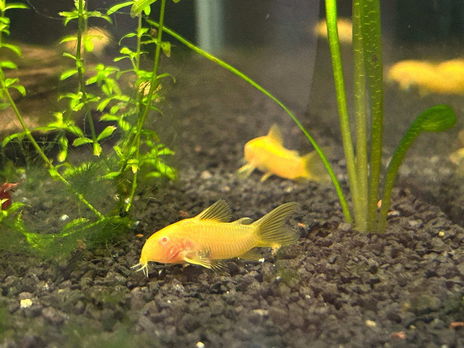 Albino gold stripe corydoras, Animaux & Accessoires, Poisson