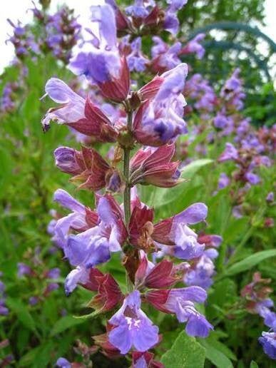 Salvia Officinalis, Ophalen, Halfschaduw