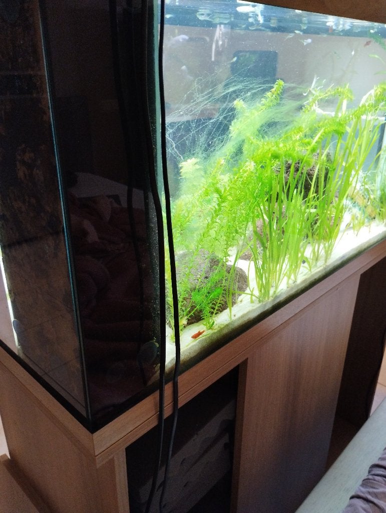 Juwel 180l, Enlèvement, Comme neuf, Decoratie, Juwel