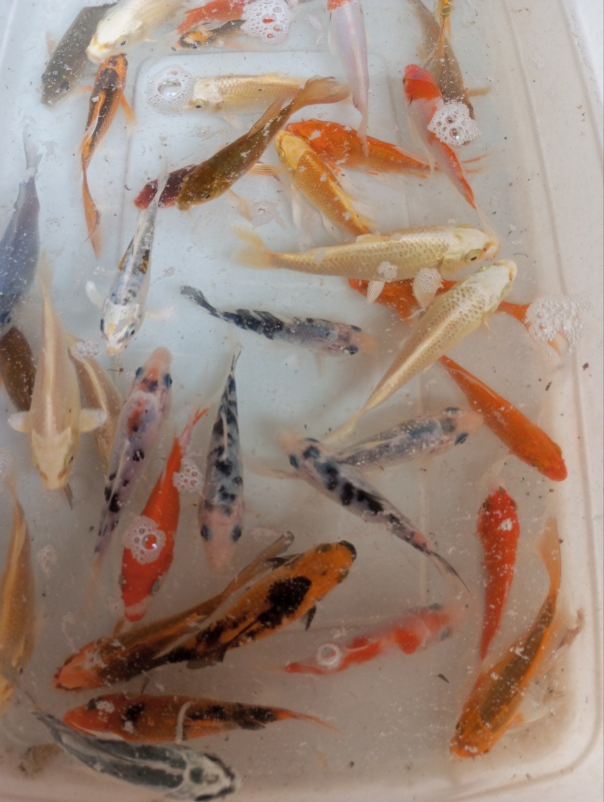 koi s en vlinders koi 10 12 cm, Ophalen