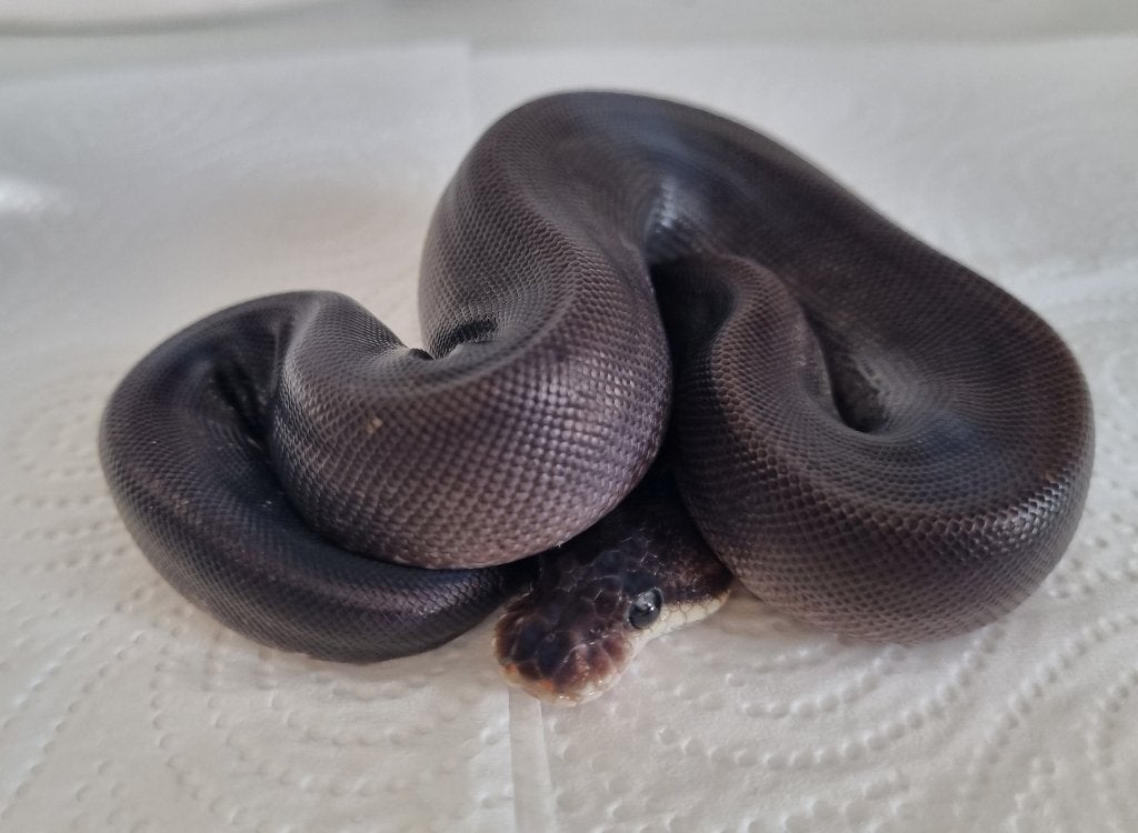 1.0 8 ball ( clown spotnose gravel ) Ball Python photo 3