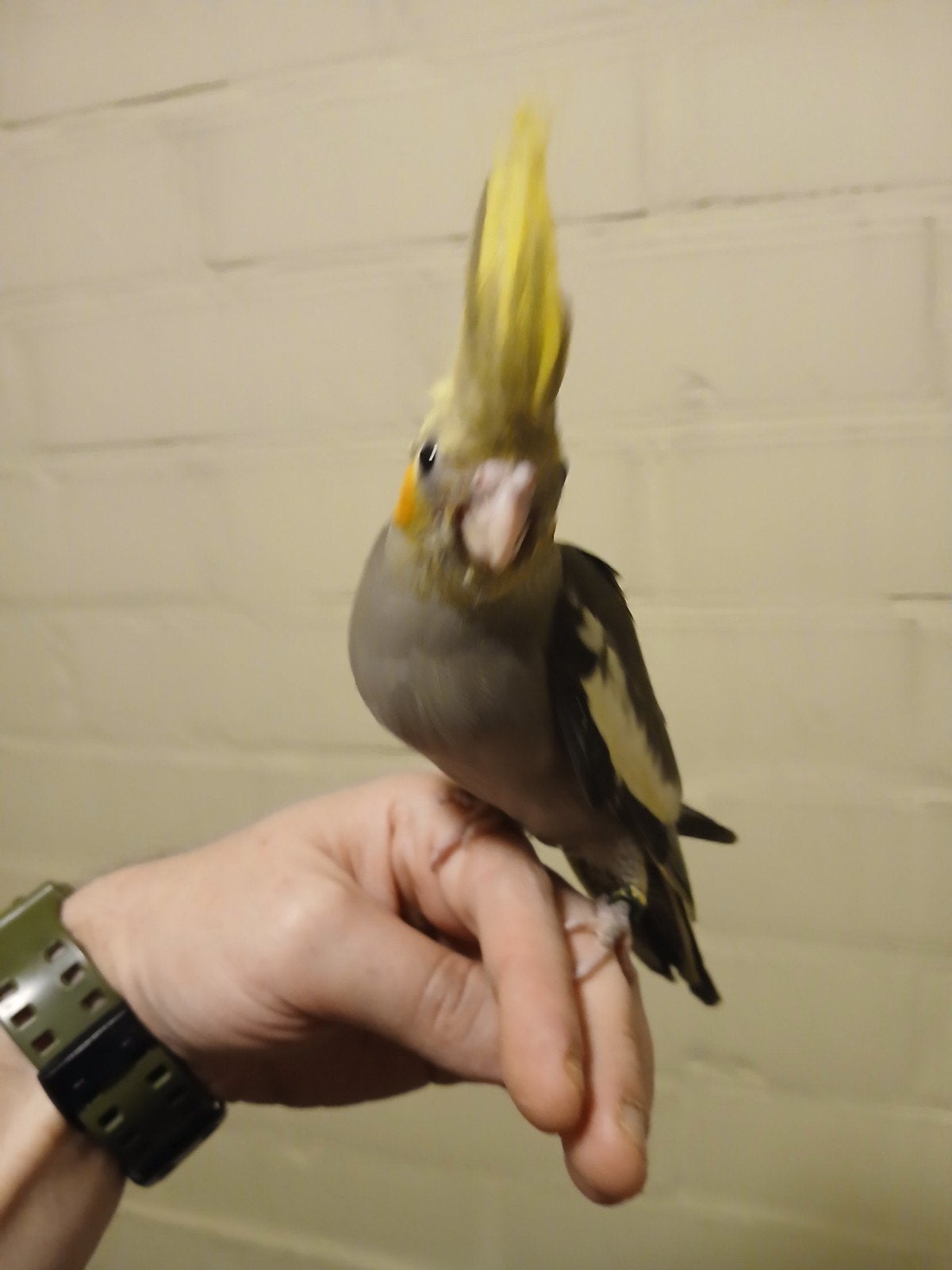 handtamme valkparkiet 2026, Dieren en Toebehoren, Vogels | Parkieten en Papegaaien, Geslacht onbekend, Parkiet, Tam
