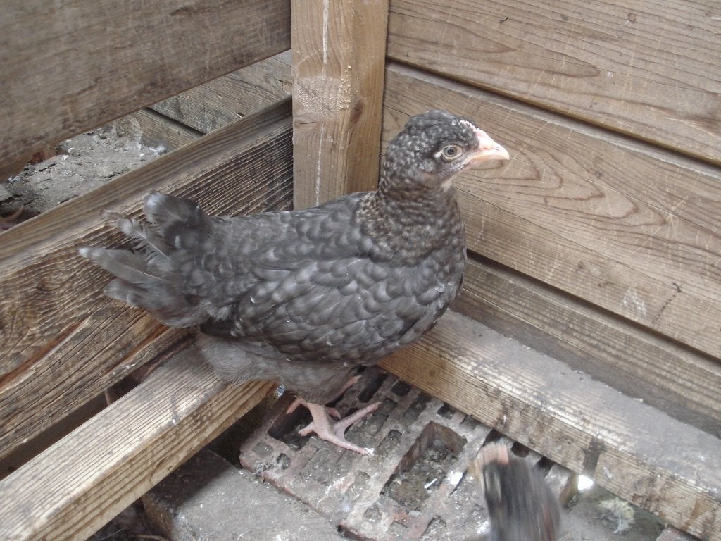 kuikens groenleggers, Dieren en Toebehoren, Pluimvee, Kip, Vrouwelijk