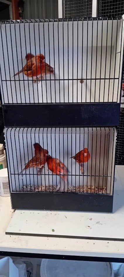 kanaries rood agaat, Dieren en Toebehoren, Meerdere dieren, Kleurkanarie