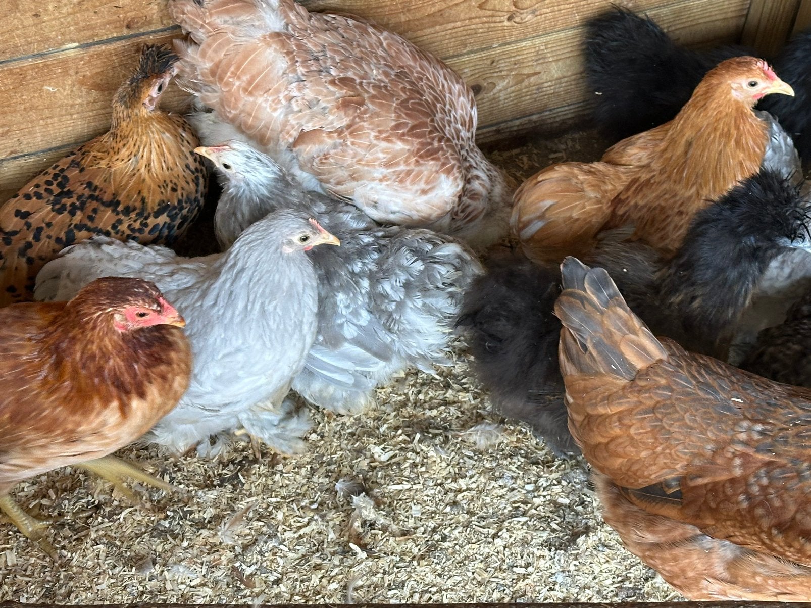 Sierkippen : zijdehoen cochin padua groenlegger marans, Dieren en Toebehoren