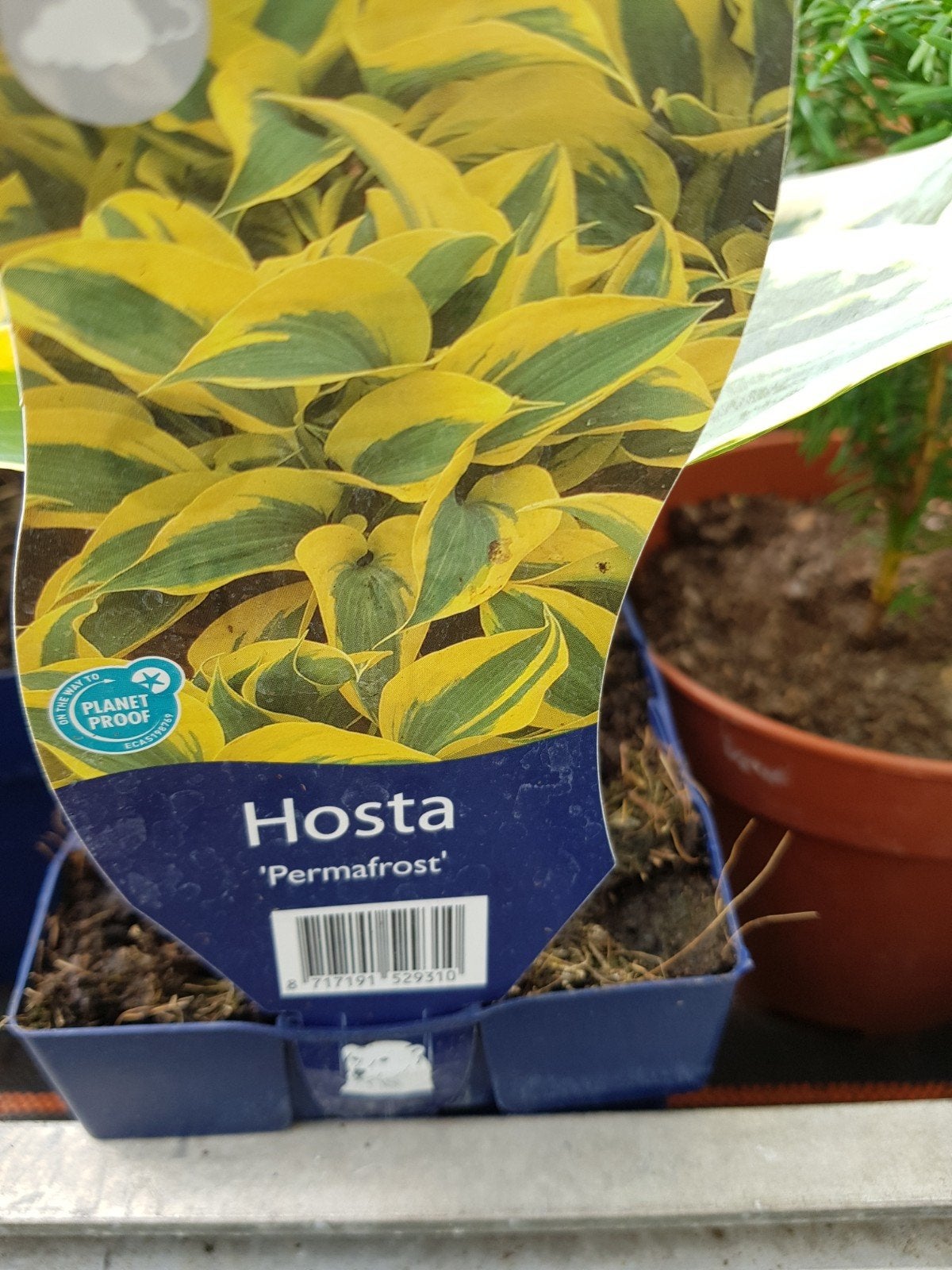 hosta's, Tuin en Terras, Ophalen