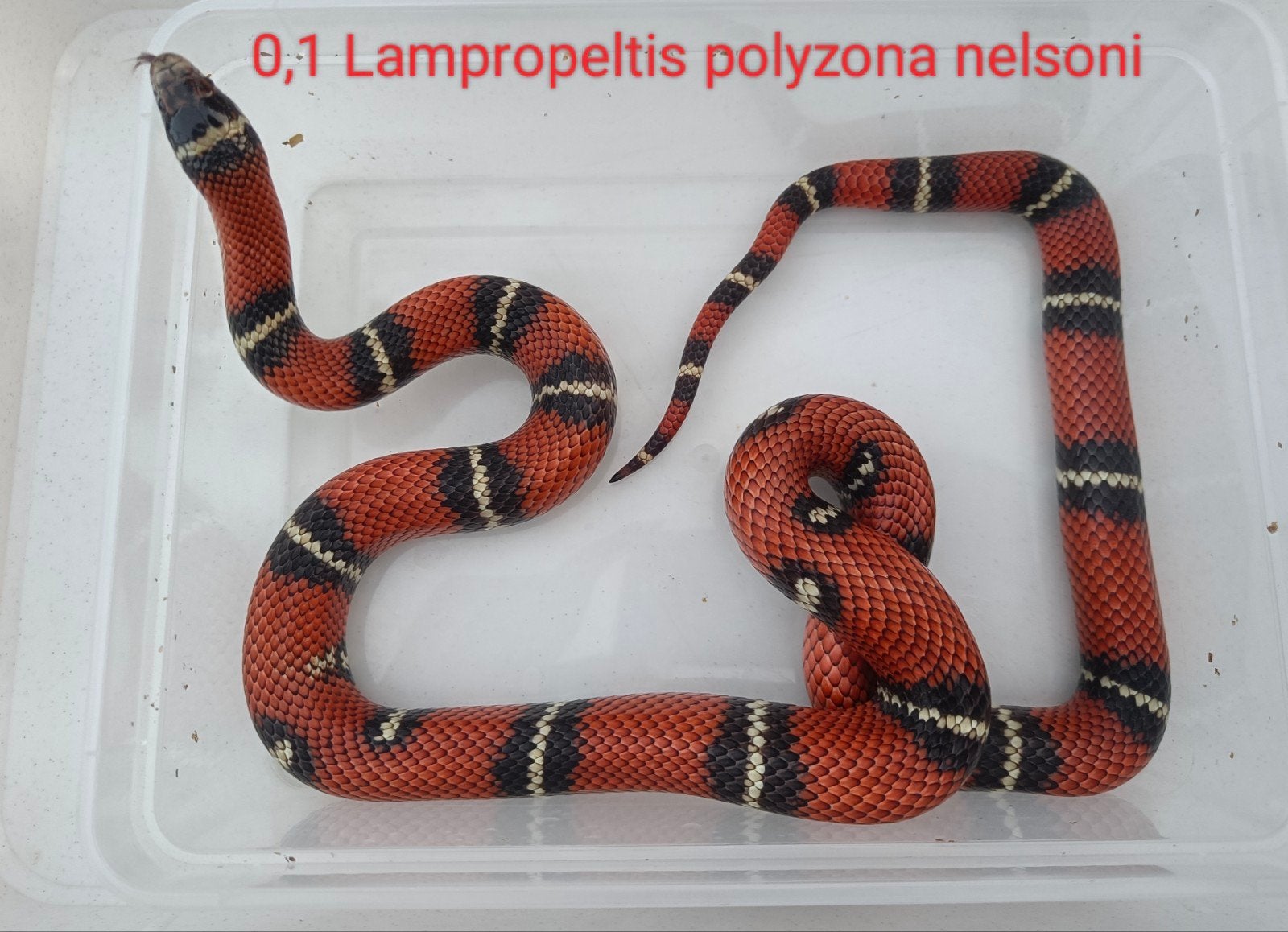1,1 Lampropeltis polyzona nelsoni, Dieren en Toebehoren, Slang, Tam, 3 tot 6 jaar