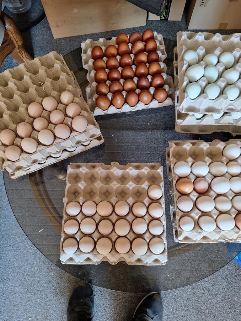 Œufs à éclore Australorp cream legbar. Marans bleu noir cuiv