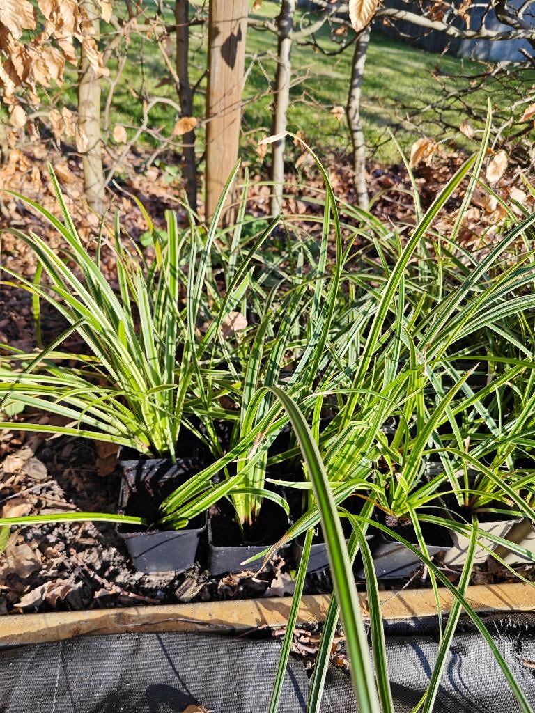 Carex Morrowii Icedance, Jardin & Terrasse, Plantes | Jardin, Ne fleurit pas, Enlèvement, Graminées ornementales, Plante fixe