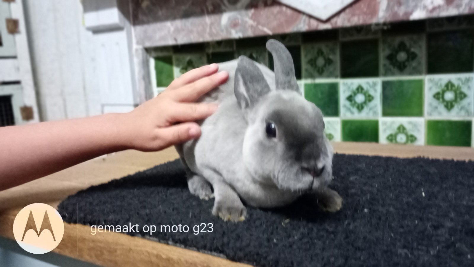 Super lief dwerg rex rammetje., Dieren en Toebehoren, Konijnen, Mannelijk, Dwerg, 0 tot 2 jaar